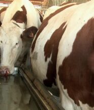 Portrait de vaches par temps de canicule
