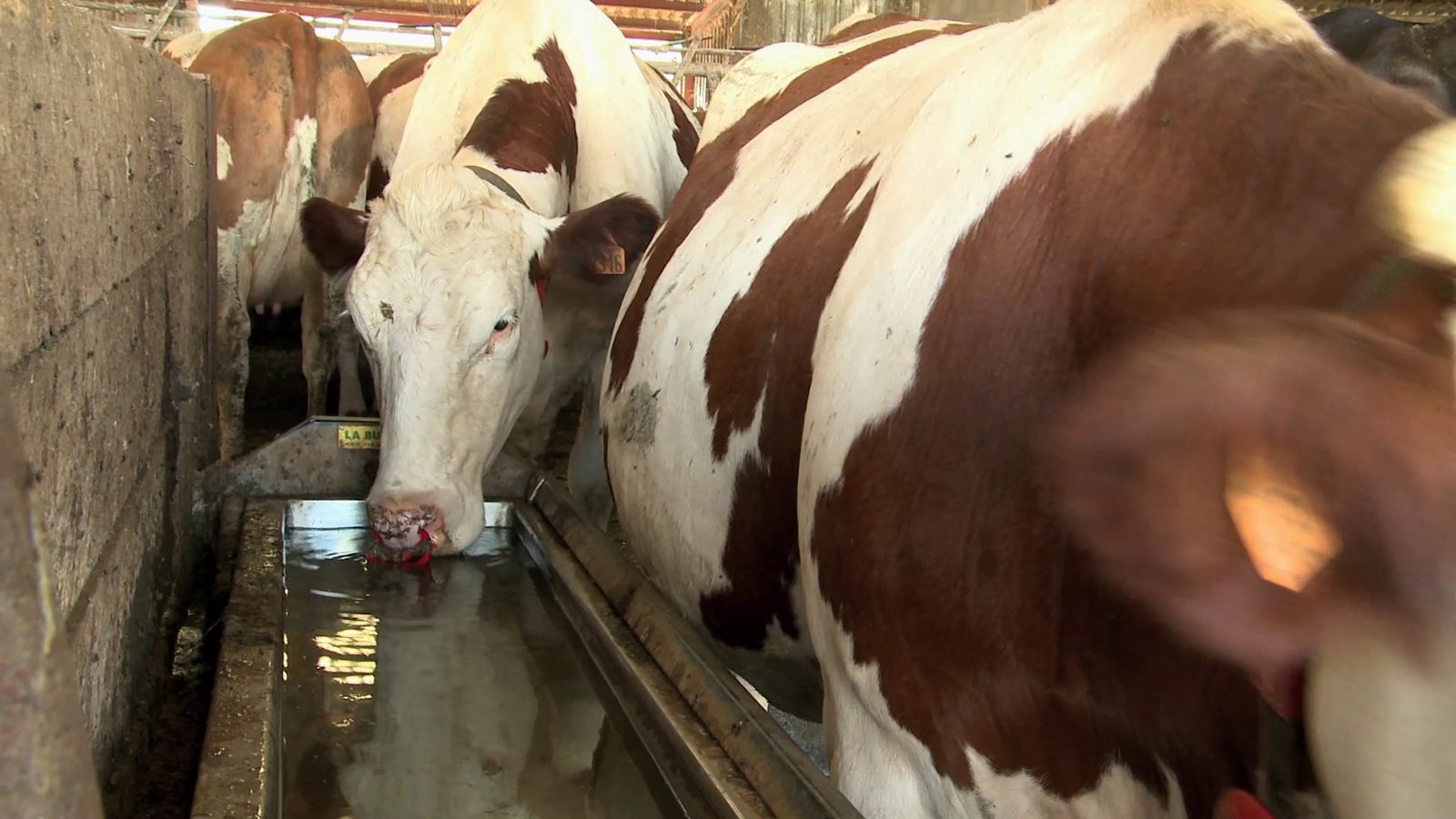 Portrait de vaches par temps de canicule